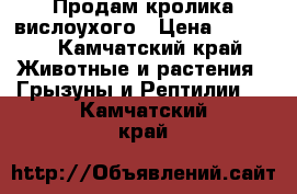 Продам кролика вислоухого › Цена ­ 2 000 - Камчатский край Животные и растения » Грызуны и Рептилии   . Камчатский край